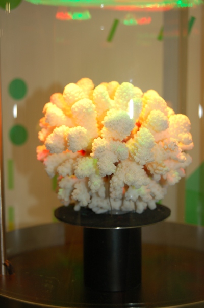Leibniz-Zentrum für Marine Tropenökologie ZMT: Modell einer Koralle